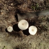 gljive